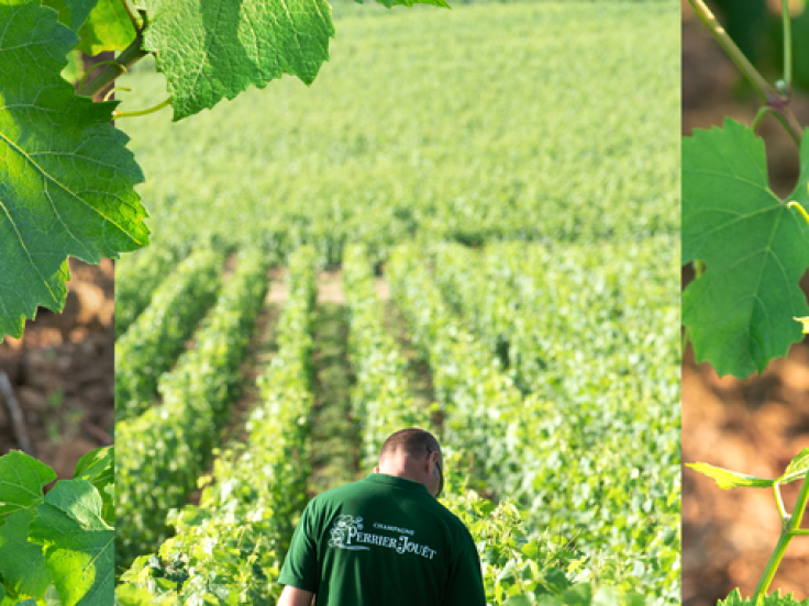 Perrier-Jouët Vineyard 