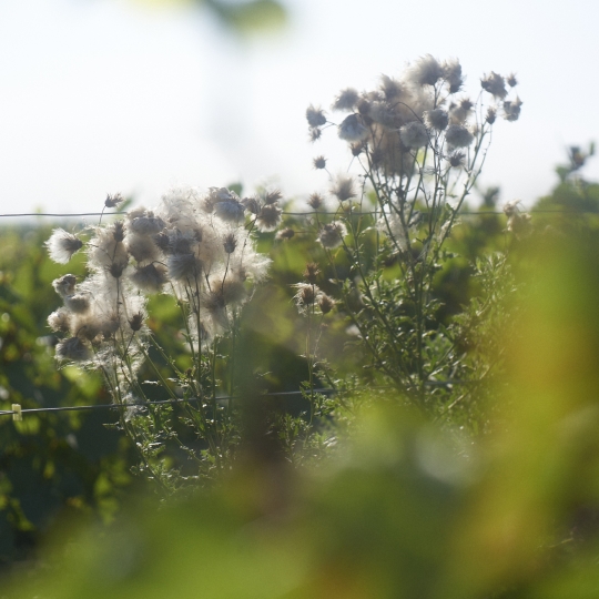 Perrier-Jouët Harvest_4