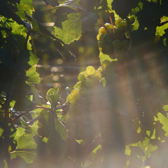Perrier-Jouët Harvest_6