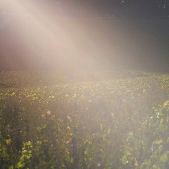 Perrier-Jouët Harvest 2021_9