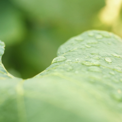 Perrier-Jouet Champagne Brut