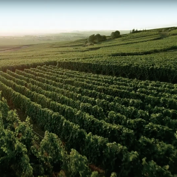Perrier-Jouët Champagne Brut
