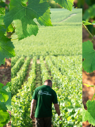 Perrier-Jouët Vineyard 