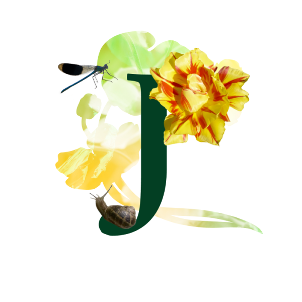 lettrej