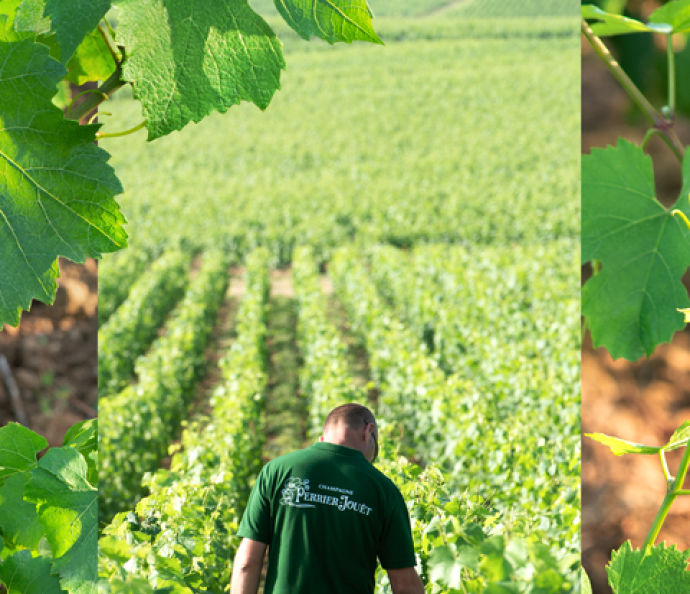 Perrier-Jouët Vineyard