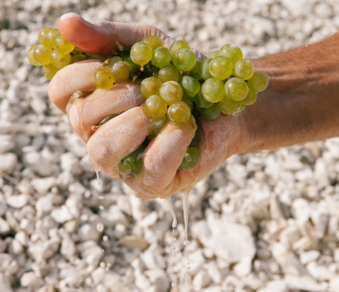 vineyards2