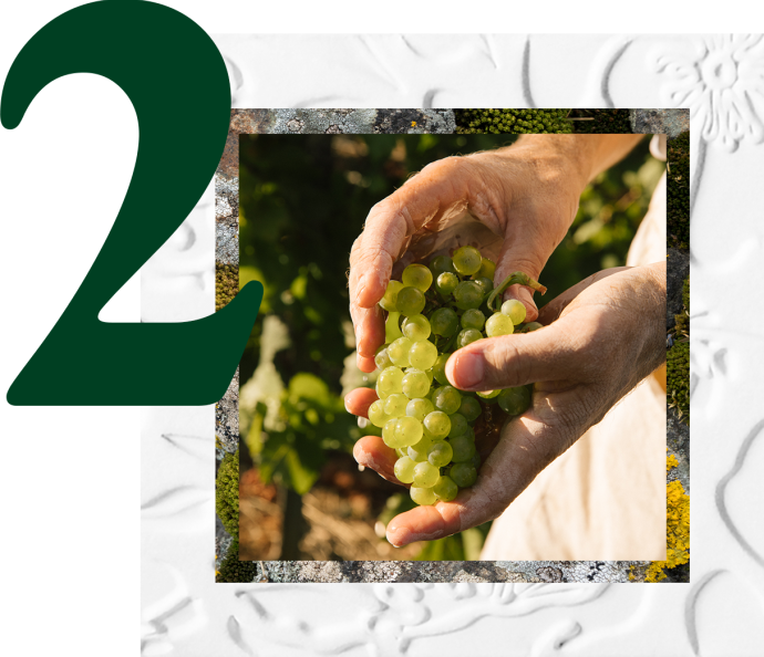 sustainable viticulture