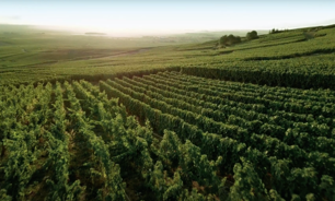 Perrier Jouet Vineyards