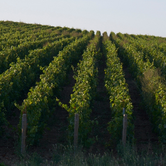 Perrier-Jouët Harvest_2
