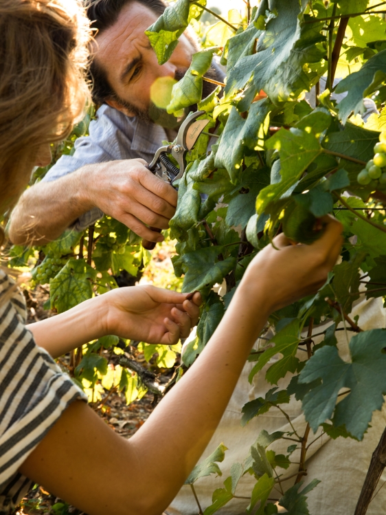 Vignobles