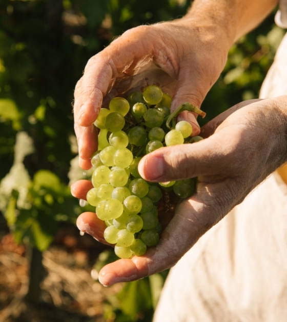 vendanges